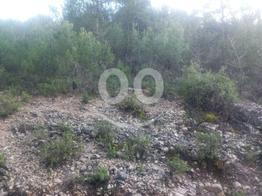 أرض للبيع في عساف ٤٣٠٠م إستثمار سكني طبيعية | Land for Sale in Assaf 4300 sqm Pine Forest — 2