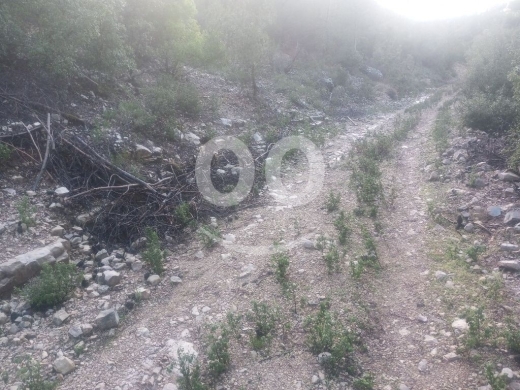 أرض للبيع في عساف ٤٣٠٠م إستثمار سكني طبيعية | Land for Sale in Assaf 4300 sqm Pine Forest — 3