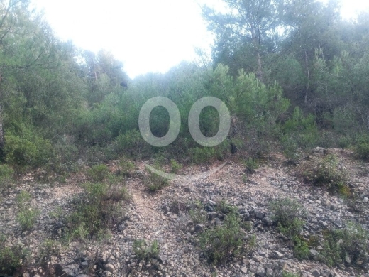 Lands for sale in Batroun - أرض للبيع في عساف ٤٣٠٠م إستثمار سكني طبيعية | Land for Sale in Assaf 4300 sqm Pine Forest