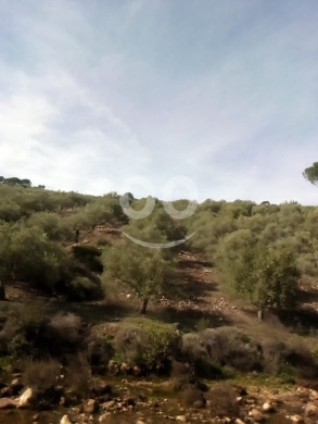 Lands for sale in Mimes - عقار زيتون ٩،٠٠٠ متر ميمس قضاء حاصبيا