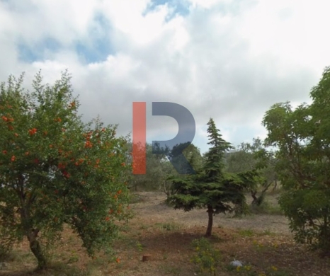 R9-3221 Land for Sale in Qalhat – Koura (385 m², Planted with Trees) — 3