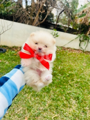 Dogs in Batroun - Mini pomeranian teacup