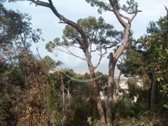 أرض مميزة للبيع في الفنار مطلة على البحر | Prime Land for Sale in Fanar with Sea & Greenery View