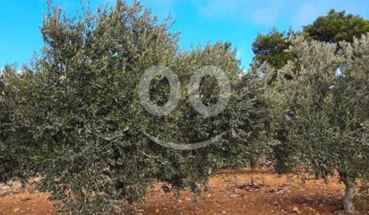 اراضي للبيع في بصرما - أرض استثمارية لقطة 1450م للبيع في بصرما الكورة | 1450sqm Investment Land for Sale Basarma