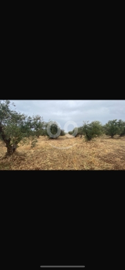 Lands for sale dans Zouk Hadareh - للبيع ارض زراعية عرقة ٧٦٥٠م
