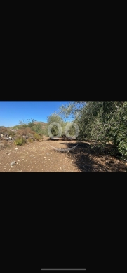 Lands for sale in Machha - للبيع ارض مشحا ١٢٠٠ م موقع مميز