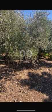 Lands for sale in Machha - للبيع ارض مشحا ٩٠٠٠ م