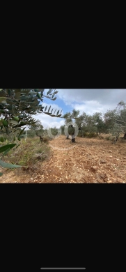 Lands for sale in Ayat - للبيع ارض عيات مساحة ١٢٠٠٠ م