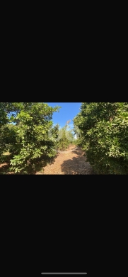 Lands for sale in Zouk Hassineh - للبيع ارض مار ليت ملحم ٧٥٠٠ م مزروعة حمضيات