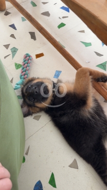 Dogs in Kfar Abida - German shepherd pure breed