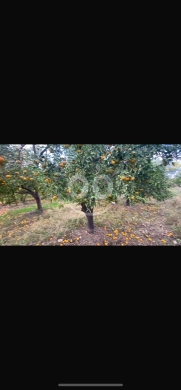 Lands for sale in Halba - للبيع ارض حلبا خلف شركة الكهرباء مساحة ١٩٤٦٧ م