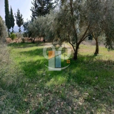 أرض للبيع في عزقي - الضنية بمساحة 1,386 متر مع 40 شجرة زيتون | 1,386 sqm Land for Sale in… — 3