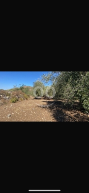 Lands for sale dans Machha - للبيع ارض مشحا ١٢٠٠ م