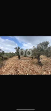 Lands for sale in Dahr Lisseineh - أرض استثمارية مميزة في ضهر الليسينة - عكار | Prime Investment Land in Dahr El Lissineh, Akkar