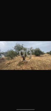 Lands for sale in Mekhtlef - للبيع ارض البرج مساحة ١٠٠٣٨ م على الزفت