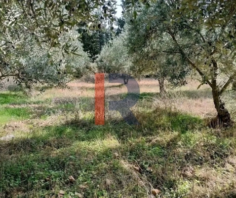 R9-3318 Land for Sale in Azki Danniyeh – 1338 m²