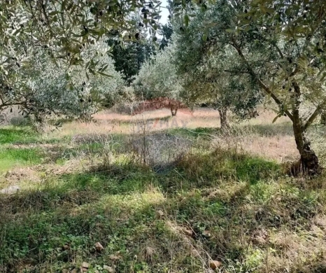 Lands for sale in Aazki - R9-3318 Land for Sale in Azki Danniyeh - 1338 m²أرض للبيع في عزقي الضنية - 1338 متر مربع