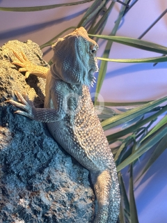 تنين ملتحي (Bearded Dragon) عمر 9 أشهر مع كامل تجهيزاته | Bearded Dragon 9 Months with Full Setup