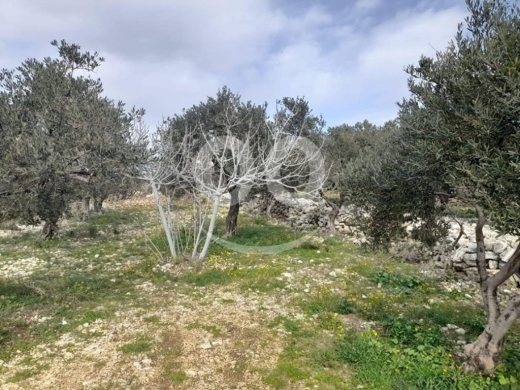Land for Sale Monsef Jbeil Area 6545Sqm — 7