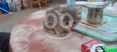 قطط صغيرة بعمر شهرين للبيع | Healthy 2-Month-Old Kittens for Sale