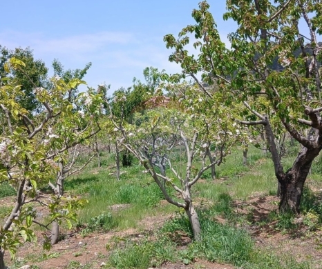 Lands for sale in Aicha Bakkar - R9-3412 Land for Sale in Fnaidek - Akkar | 9,000 m²أرض للبيع في فنيدق - عكار | 9,000 م²