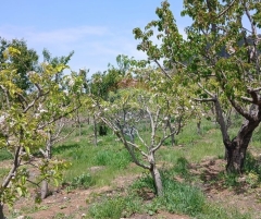 R9-3412 Land for Sale in Fnaidek - Akkar | 9,000 m²أرض للبيع في فنيدق - عكار | 9,000 م²