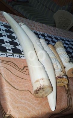 Antiques & Collectibles in Tripoli - تحف عاج أفريقي أنتيك وزن ٣،٥ كغ للجادين فقط