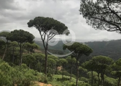 أرض مميزة للبيع في بمهريه الشوف مغطاة بأشجار الصنوبر | Prime Land for Sale in Bmohreh Shouf