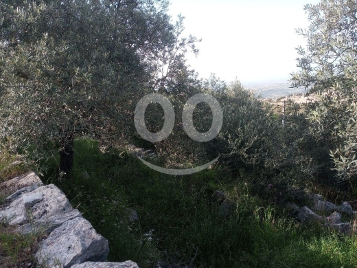 ارض للبيع في حلتا البترون 661م مع زيتون | Land for Sale in Halta Batroun 661m — 3