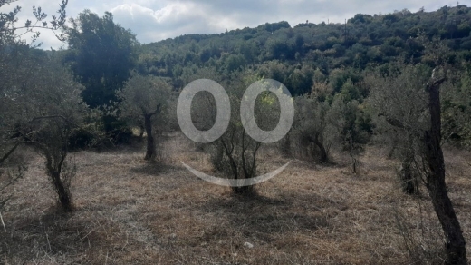 أرض للبيع في عين كفاع جبيل 7137 م2 مزروعة بالزيتون | 7137 SQM Land for Sale Ain Kfaa Jbeil — 3