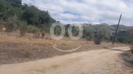 أرض للبيع في عين كفاع جبيل 7137 م2 مزروعة بالزيتون | 7137 SQM Land for Sale Ain Kfaa Jbeil — 4