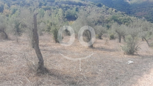 Lands for sale in Bejje - أرض للبيع في عين كفاع جبيل 7137 م2 مزروعة بالزيتون | 7137 SQM Land for Sale Ain Kfaa Jbeil