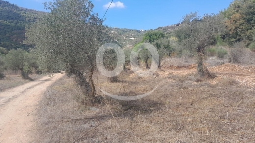 أرض للبيع في عين كفاع جبيل 7137 م2 مزروعة بالزيتون | 7137 SQM Land for Sale Ain Kfaa Jbeil — 2