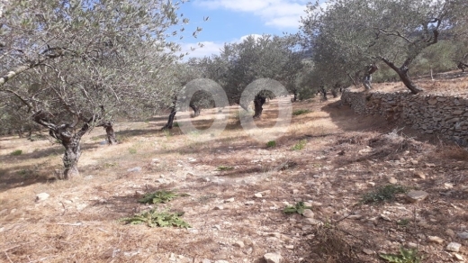 أرض مميزة للبيع في عين كفاع، جبيل ١٢٥٩ م٢ | Land for Sale in Ain Kfaa, Jbeil 1259 Sqm — 3