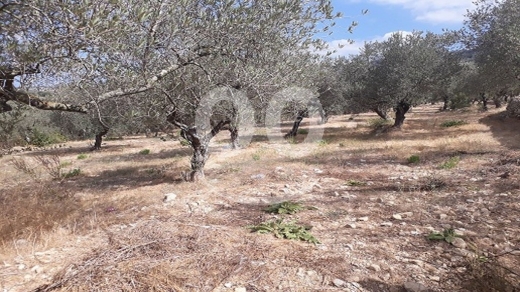 Lands for sale in Bejje - أرض مميزة للبيع في عين كفاع، جبيل ١٢٥٩ م٢ | Land for Sale in Ain Kfaa, Jbeil 1259 Sqm