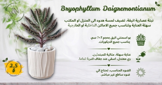 Home & Garden in Bchamoun - نبات عصاري في أصيص إسمنتي أنيق | Succulent Plant in a Concrete Pot