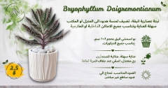 نبات عصاري في أصيص إسمنتي أنيق | Succulent Plant in a Concrete Pot