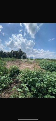 Lands for sale dans Cheikh Taba - للبيع ارض سهل الشيخ طابا ٢١٦٠ م