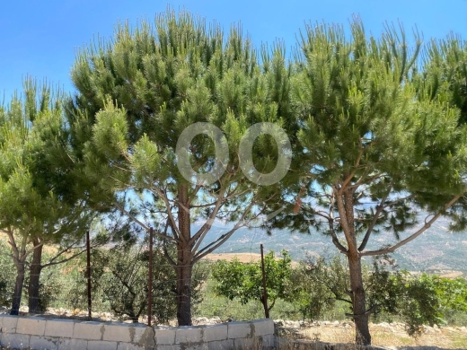 Lands for sale in Hasbiah - أرض للبيع في حاصبيا &ndash; مساحة 5,550 متر مربع | Land for Sale in Hasbaya &ndash; 5,550 sqm