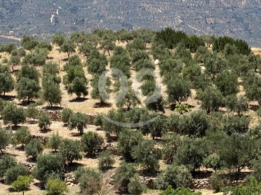 أرض للبيع في حاصبيا – مساحة 5,550 متر مربع | Land for Sale in Hasbaya – 5,550 sqm — 2