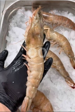 قريديس جامبو وسوبر جامبو طازج | Fresh Jumbo & Super Jumbo Shrimp