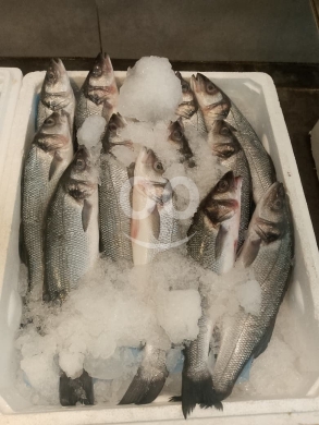 Food & Drink in Ain El Remeneh - عروض طازجة: أجاج، سردين، وعرموط أشقر | Fresh Offer: Sea Bream, Sardines, and Whiting