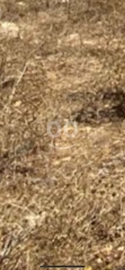 Lands for sale in Ayat - أرض للبيع في البرج ١٩٥٠ متر مربع | Land for Sale in Al-Burj 1950 SQM