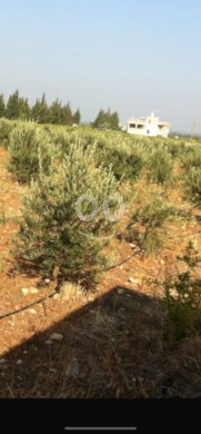 Lands for sale in Ayat - أرض للبيع في وطى البرج 10038 متر مربع | Land for Sale in Wata Al-Burj 10038 SQM