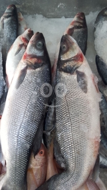 المأكولات و المشروبات في عين الرمانه - خدمة توصيل وقلي وشوي الأسماك الطازجة - Fresh Seafood Delivery, Fried &amp; Grilled | 78753487