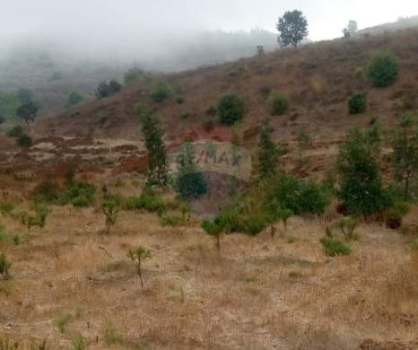 اراضي للبيع في تل بيره - R9-3721 Land for Sale in Bireh &ndash; Akkar, 3300 m&sup2;, Planted with Treesأرض للبيع في بيره عكار &ndash; 3300 م&sup2;، مزروعة بأشجار كينا وصنوبر