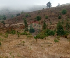 R9-3721 Land for Sale in Bireh – Akkar, 3300 m², Planted with Treesأرض للبيع في بيره عكار – 3300 م²، مزروعة بأشجار كينا وصنوبر