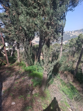 Land for Sale in Arraya - Baabda — 3