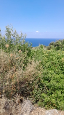 Lands for sale in Berbara - Land for Sale in Berbara - Jbeil
