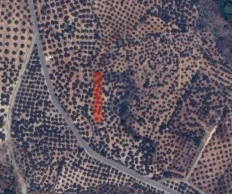 R9-3831 Agricultural Land for Sale in Zgharta – North Lebanon, 27,246 m², Olive Grove — 3
